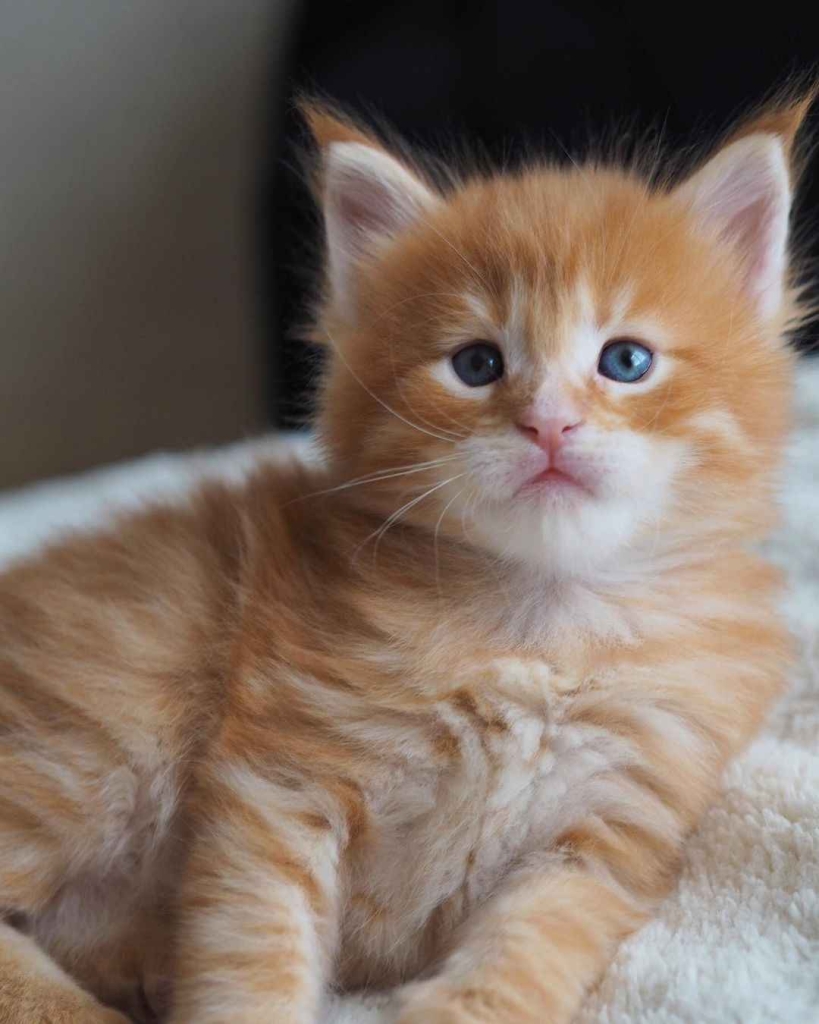 Kocięta rasy maine coon Mokotów - zdjęcie 1