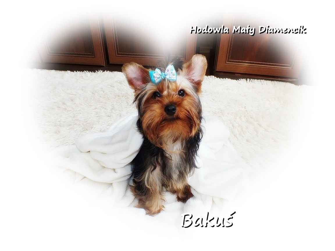 Yorkshire Terrier York piesek Bakuś szczeniaczek 4-miesięczny Rodowód Żary - zdjęcie 8