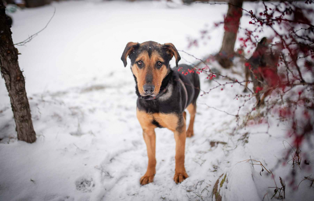 Felicja - psi anioł szuka domu na zawsze! Olsztyn - zdjęcie 8