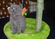 przez WhatsApp, aby uzyskać więcej informacji: +27848239748 Fabryczna - zdjęcie 3