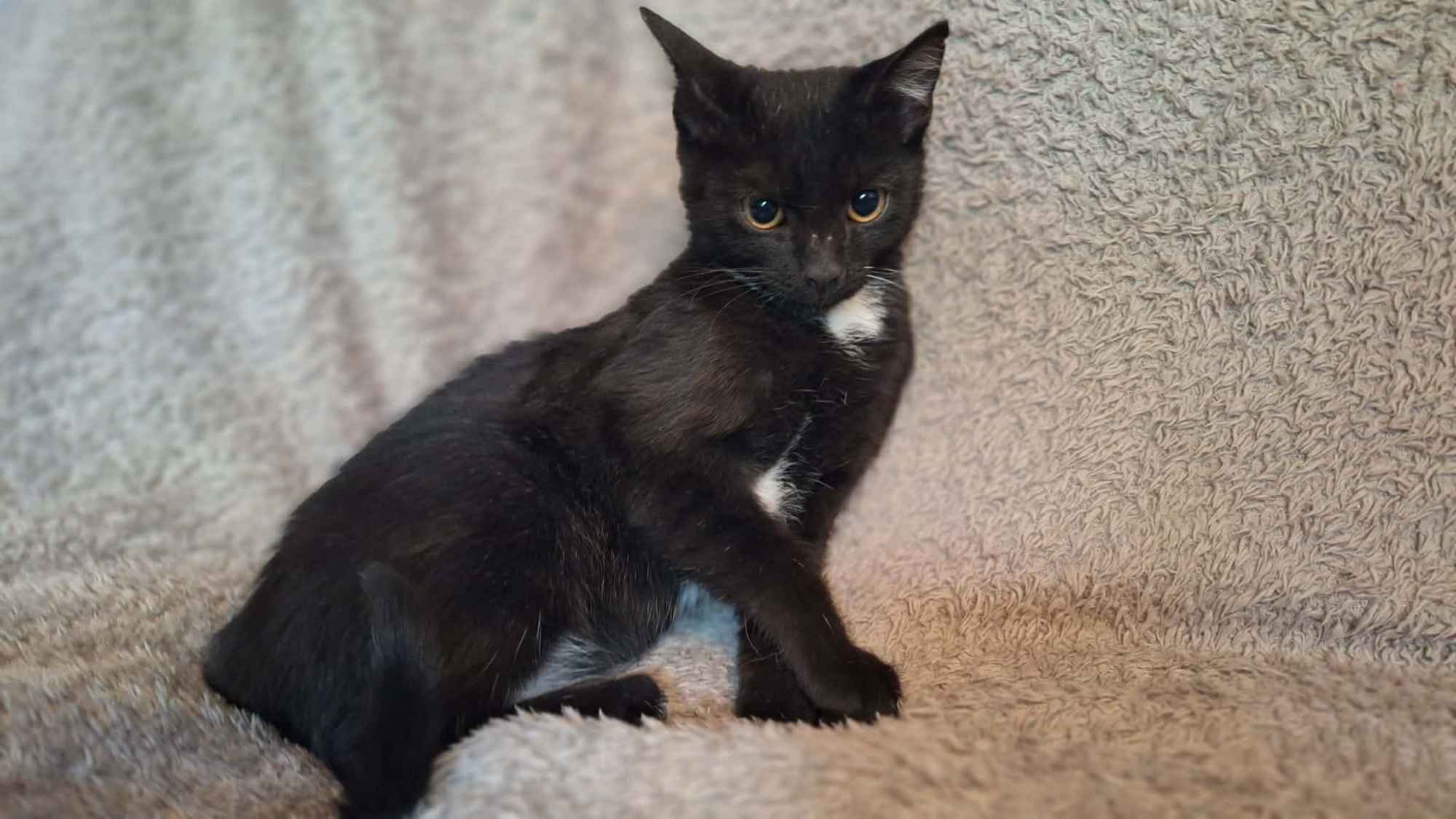 Magiczne kocie rodzeństwo, młode kociaki szukają domu! Olsztyn - zdjęcie 8