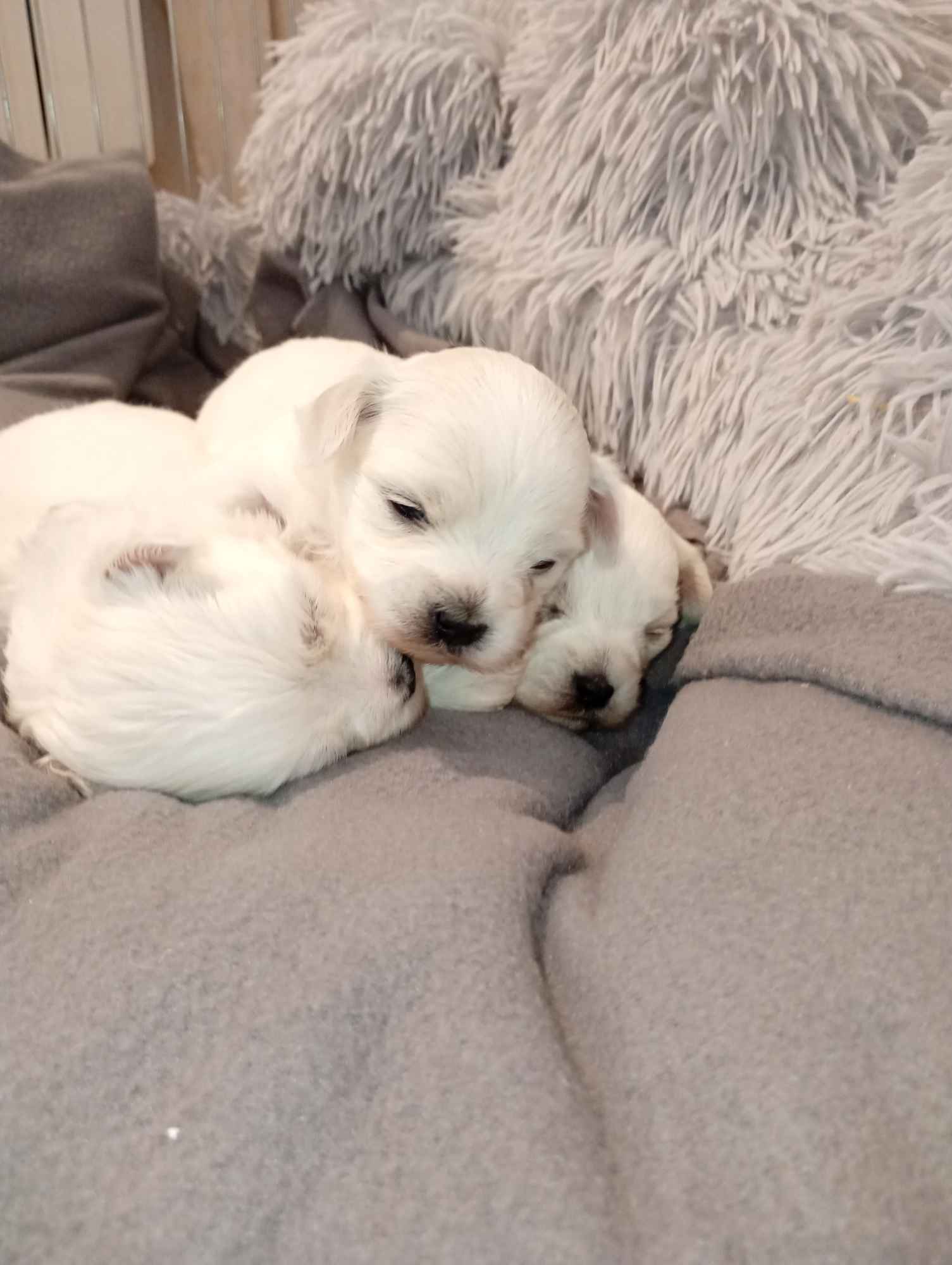 maltanczyk Myślenice - zdjęcie 1