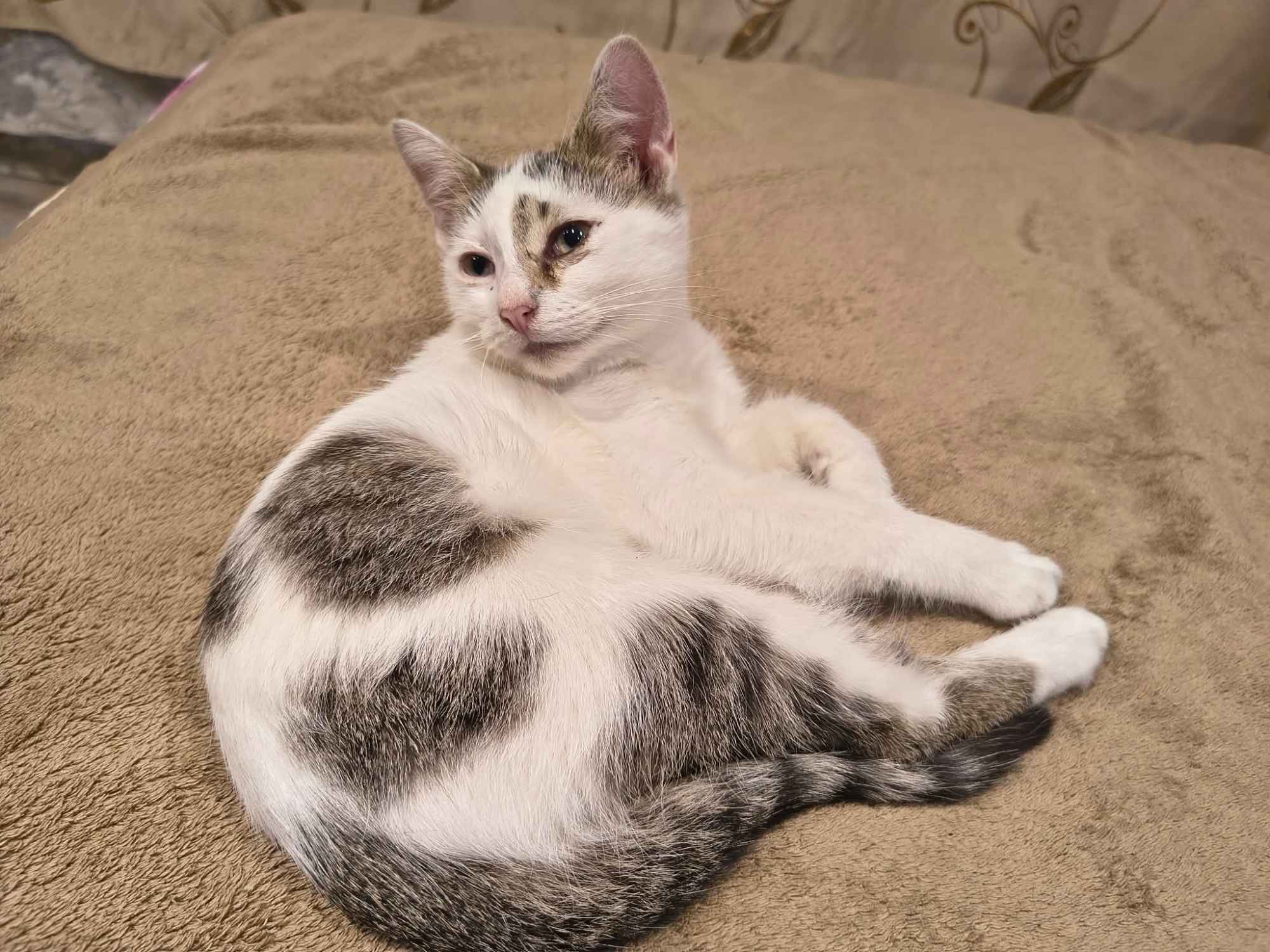 Olinek - słodki 4 miesięczny kociak do pokochania Olsztyn - zdjęcie 3