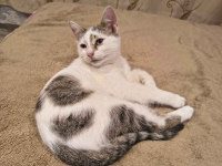 Olinek - słodki 4 miesięczny kociak do pokochania Olsztyn - zdjęcie 3