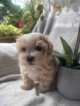 Maltipoo pies F1 Częstochowa - zdjęcie 3