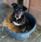 Babunia Perełka szuka swojego wymarzonego domu!