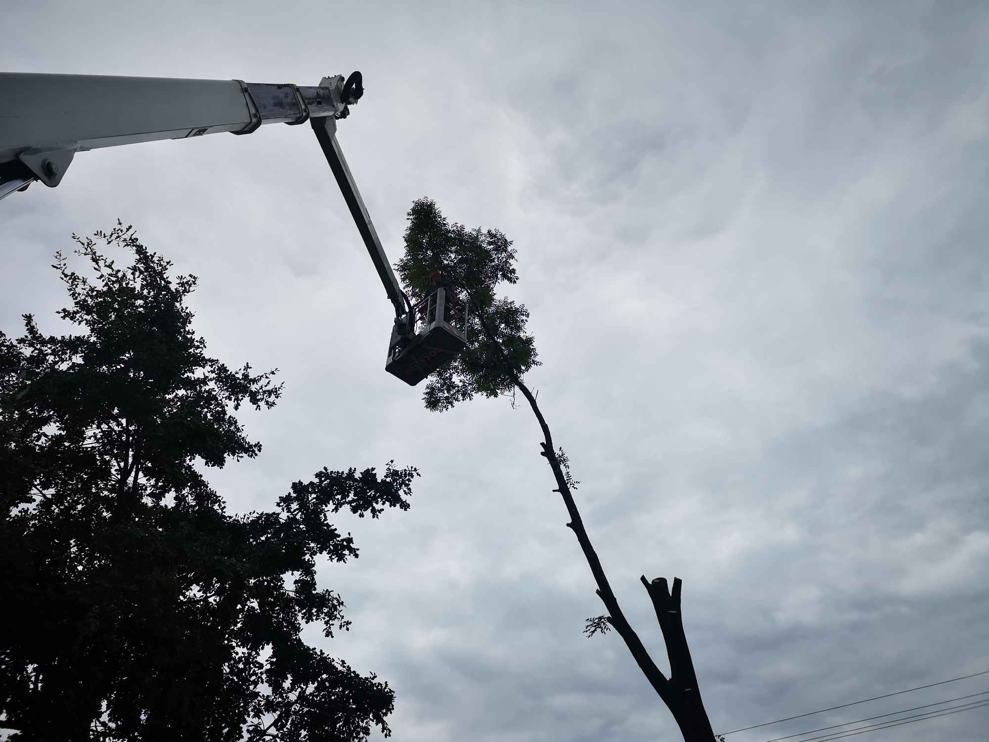 Wycinka drew trudnych metodą alpinistyczną lub z podnośnika. Mielec - zdjęcie 5