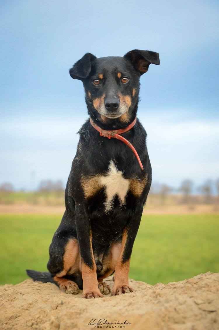 Puszek - psi anioł do pokochania! Olsztyn - zdjęcie 6