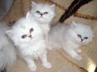 Kocieta perskie-szynszylowe srebrzysto-biale zielonookie Ochota - zdjęcie 3