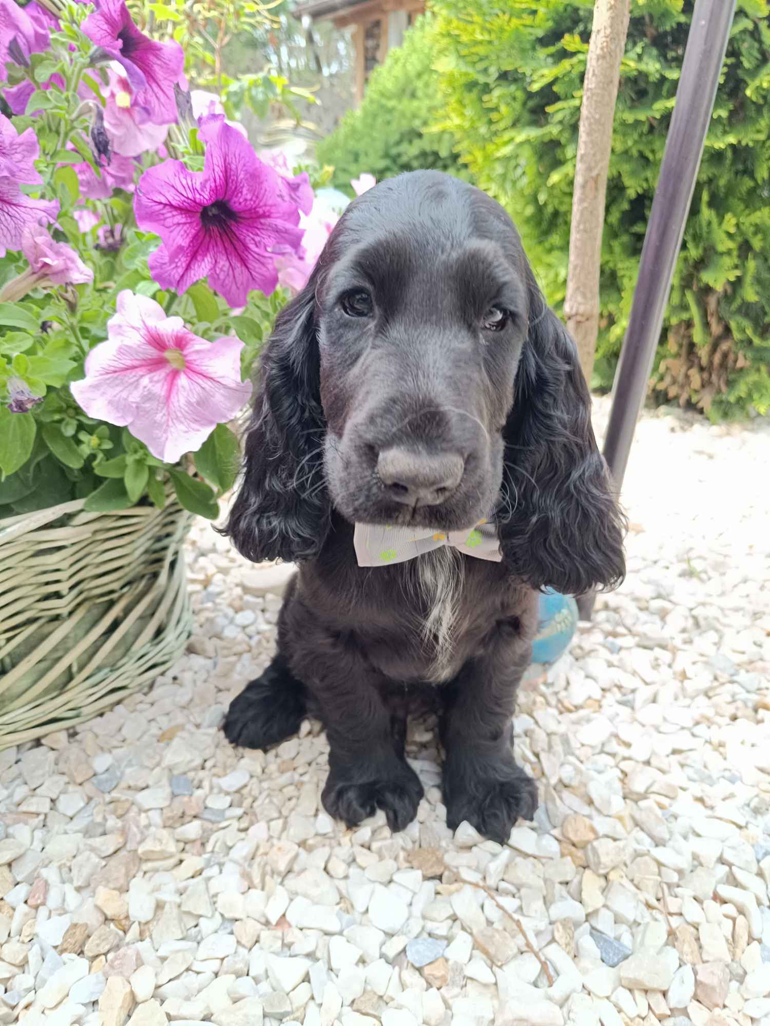 Cocker Spaniel Angielski Bałuty - zdjęcie 5