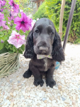 Cocker Spaniel Angielski Bałuty - zdjęcie 5