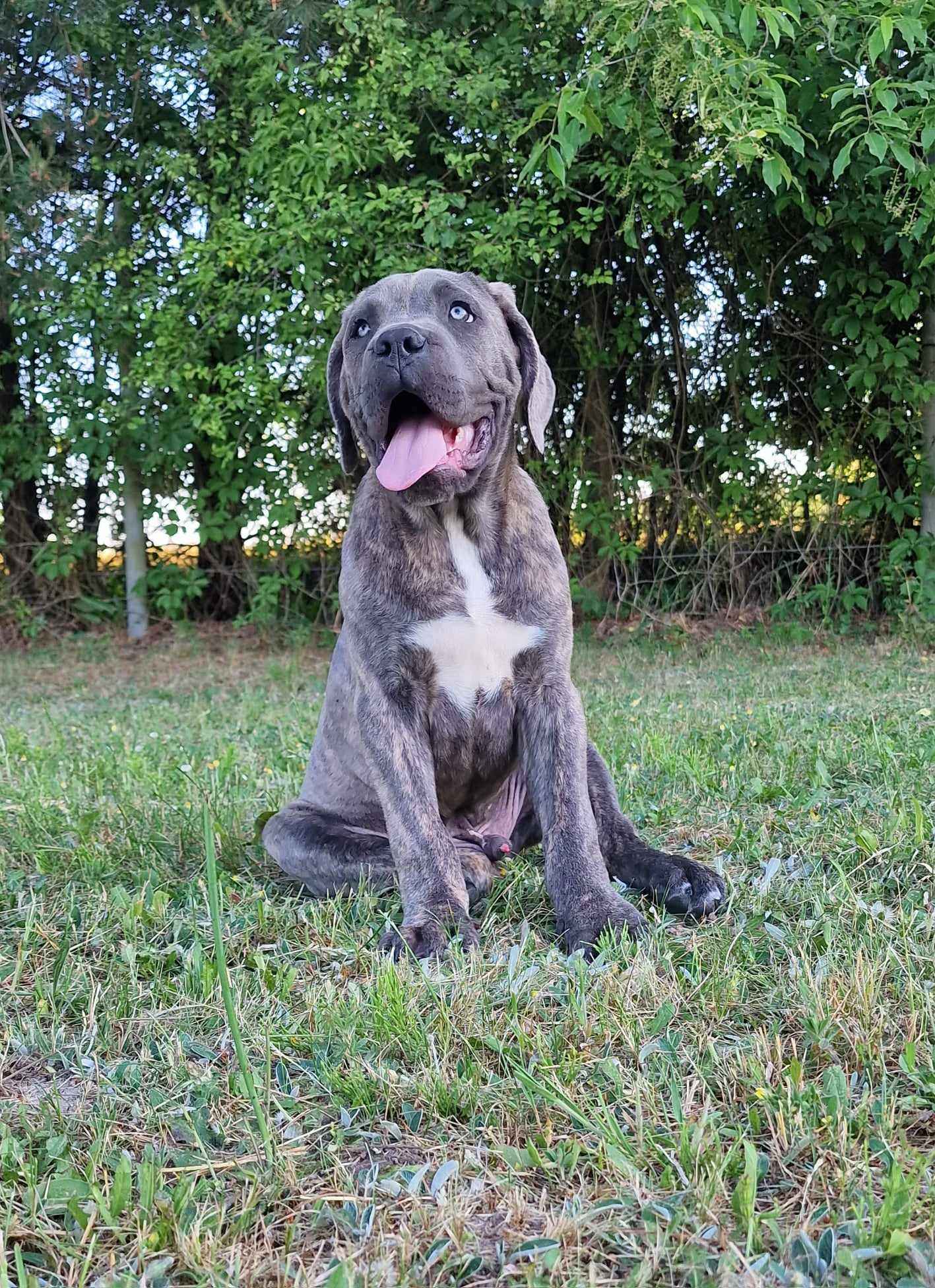 Cane Corso Italiano Puppies (FCI) Michów - zdjęcie 4