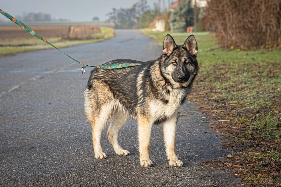 Zina szuka domu, w którym jej odwaga spotka się z miłością 🥰🏡 Łętkowice - zdjęcie 2