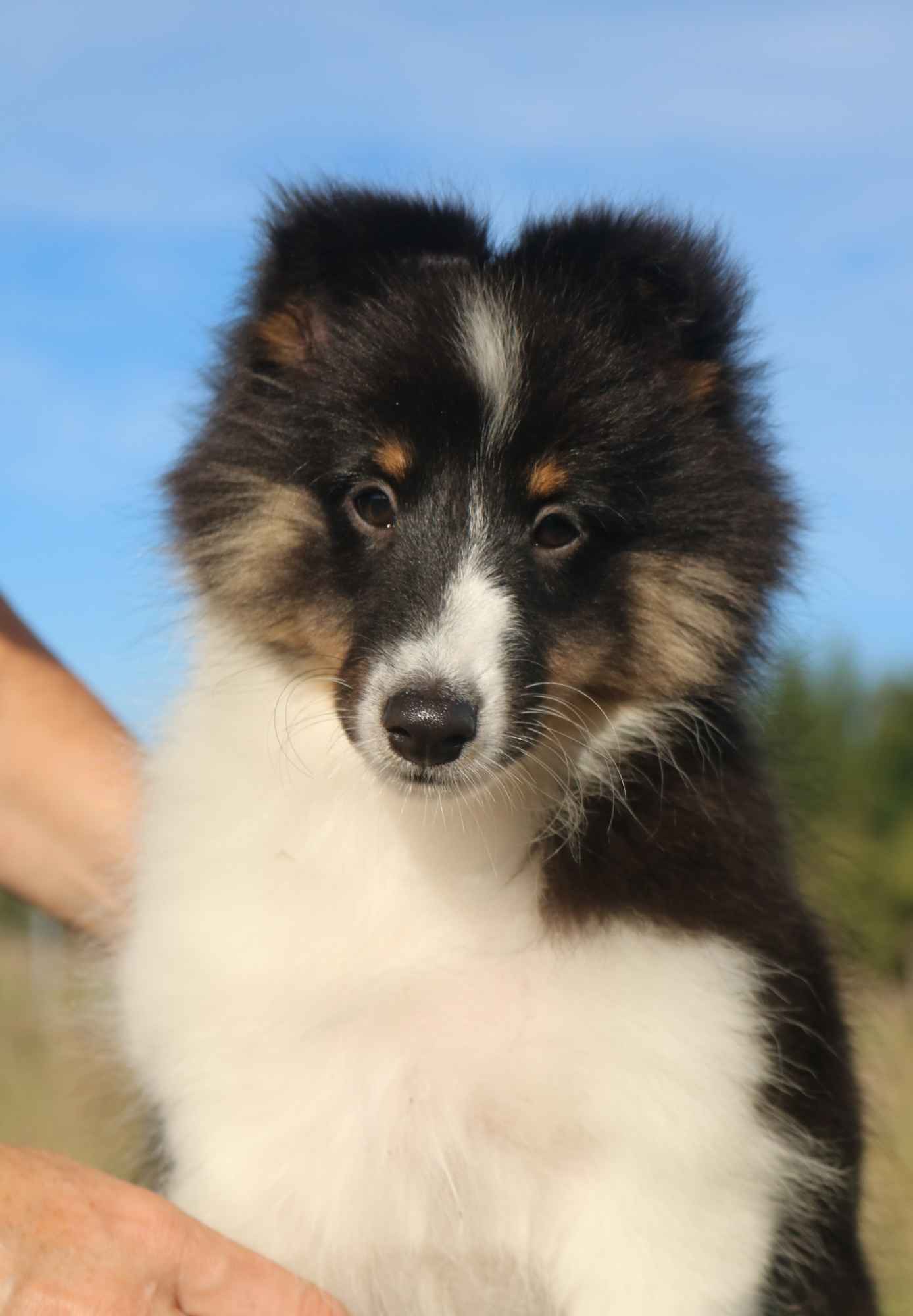 Owczarek szetlandzki suczka tri color sheltie ZKwP/FCI Gorzów Wielkopolski - zdjęcie 2