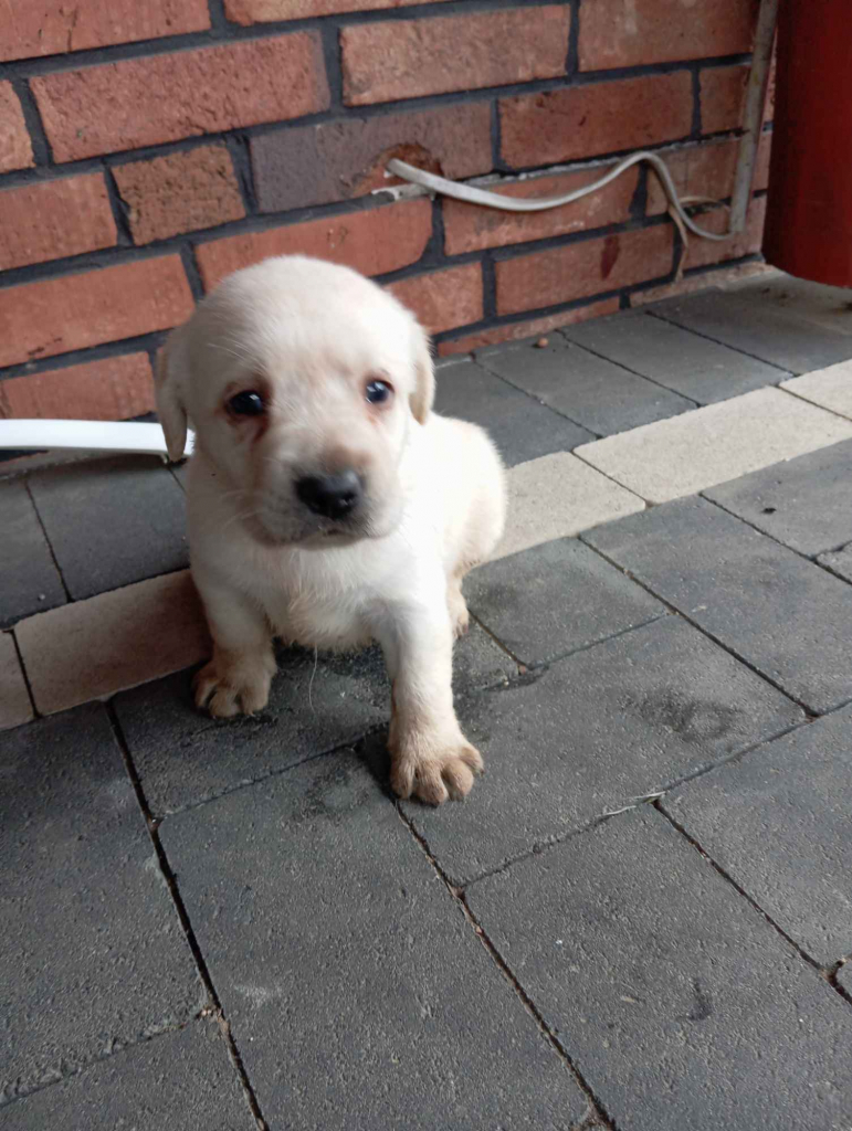 Labrador retriever szczenięta z rodowodem Stęszew - zdjęcie 1