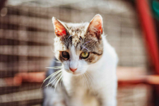 Valentino - wesoły, odważny, przyjazny kocurek!