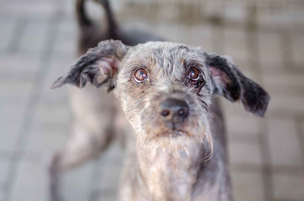 Misiek - przyjazny, wesoły psiak szuka domu! Olsztyn - zdjęcie 1