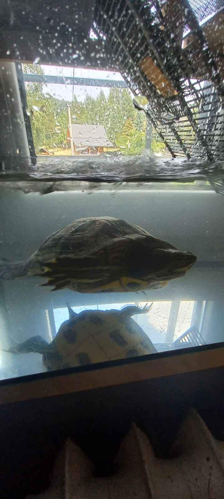 żółw Koszarawa - zdjęcie 3