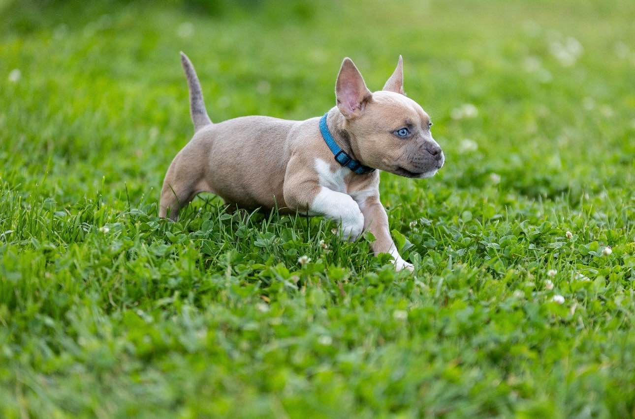 American Bully pocket Limanowa - zdjęcie 2