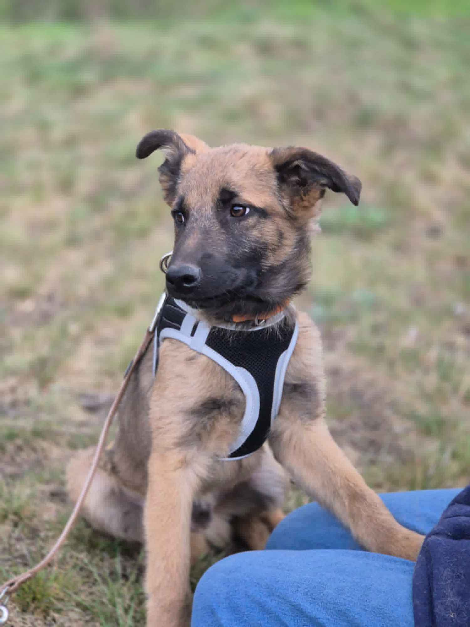 Melek - trzymiesięczny, nieśmiały SZCZENIAK adopcja Olsztyn - zdjęcie 2