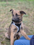Melek - trzymiesięczny, nieśmiały SZCZENIAK adopcja Olsztyn - zdjęcie 2