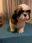 Shih TZU FCI ZKwP Tuchów - zdjęcie 9