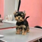 Piękne szczenięta Yorkshire Terrier IHR Rodowód Bemowo - zdjęcie 3