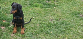 Doberman suczka Milejów - zdjęcie 2