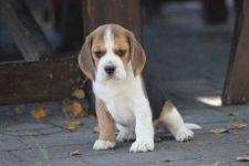 Beagle szczeniaczki ZKwP FCI po Championach Aleksandria - zdjęcie 2