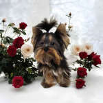 Piękny Maleńki York - komplet dokumentów ! Większy nie urośnie ! Cudo Fabryczna - zdjęcie 5