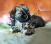 Shih tzu rasowe szczenięta Wałbrzych - zdjęcie 5