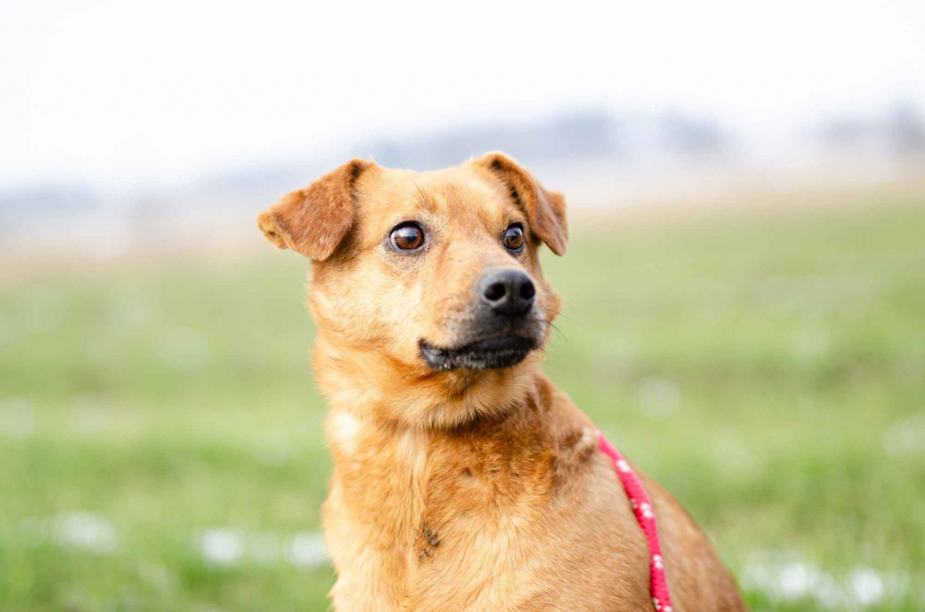 Rożek - cudowny psiak szuka pilnie kochajacego domu Olsztyn - zdjęcie 1