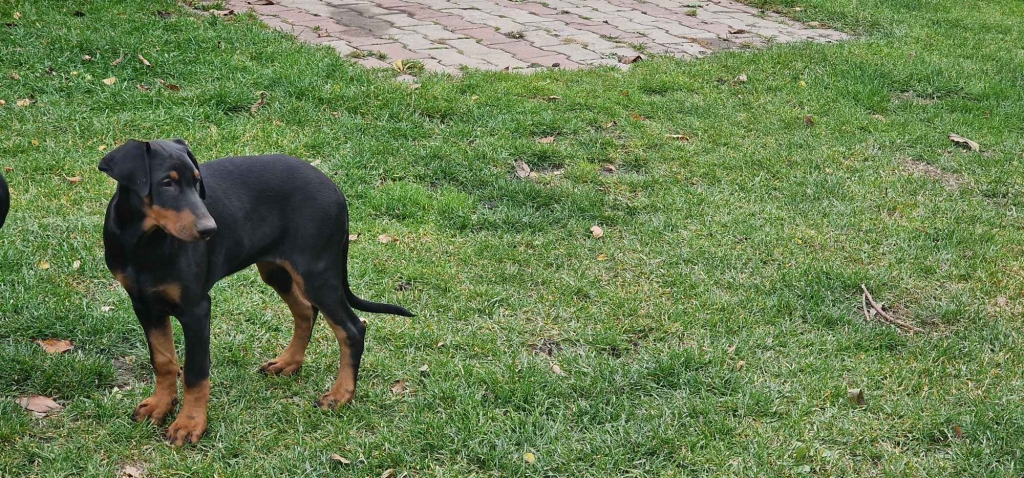 Doberman suczka Milejów - zdjęcie 1