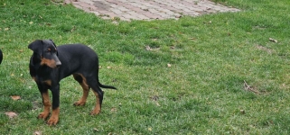 Doberman suczka