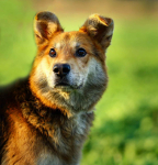 Fido - przyjazny, wesoły kandydat na psijaciela!