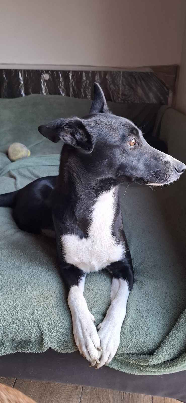 Pepa - wesoła, przyjazna suczka border mix szuka domu! Olsztyn - zdjęcie 5