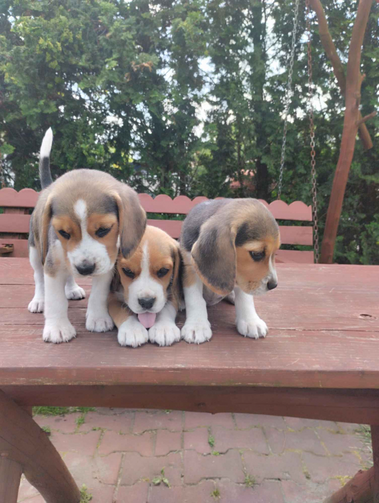 Beagle szczeniaki Busko-Zdrój - zdjęcie 2
