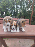 Beagle szczeniaki Busko-Zdrój - zdjęcie 2