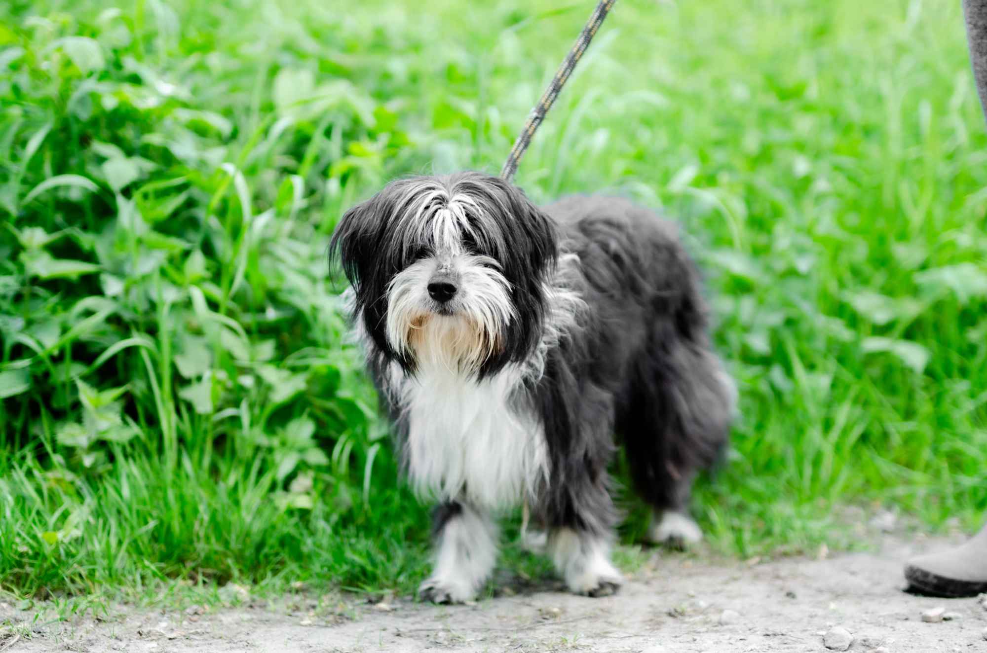 Sonia, młoda, przyjazna BEARDED COLLIE mix Olsztyn - zdjęcie 2