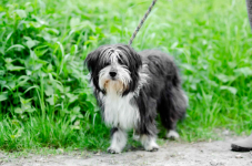 Sonia, młoda, przyjazna BEARDED COLLIE mix Olsztyn - zdjęcie 2