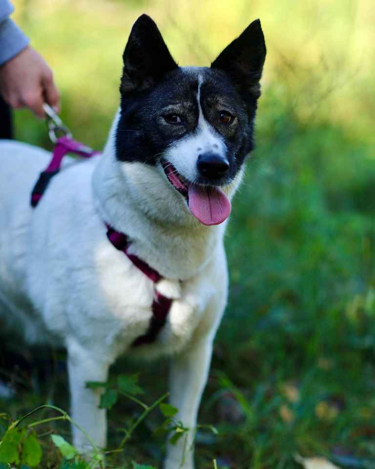 Oddana z adopcji przeokrutnie cierpi za kratami, pomocy! :( Śródmieście - zdjęcie 12