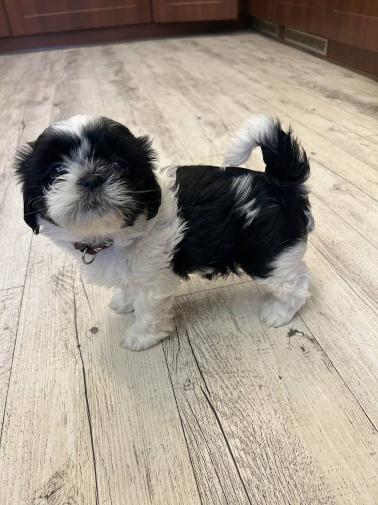 Szczeniak shihtzu Krzyki - zdjęcie 10