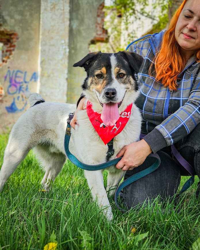 Przekochany, otwarty, absolutnie proludzki pies do adopcji! Bemowo - zdjęcie 9