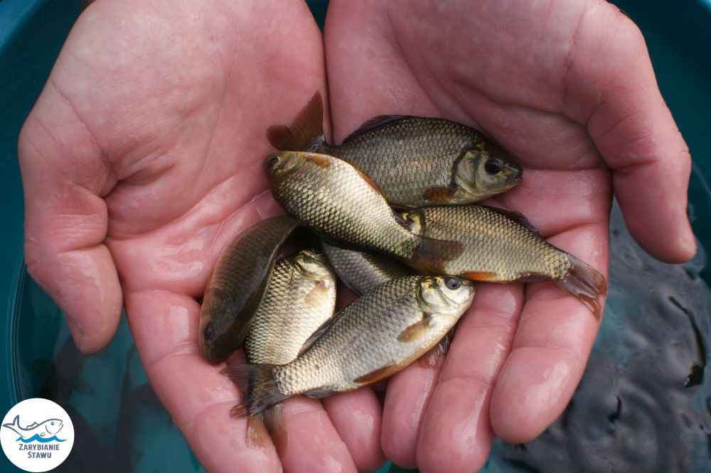 Narybek karp amur tołpyga (węgorz lin sum sandacz jesiotr) Biała Podlaska - zdjęcie 6