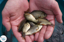 Narybek karp amur tołpyga (węgorz lin sum sandacz jesiotr) Biała Podlaska - zdjęcie 6