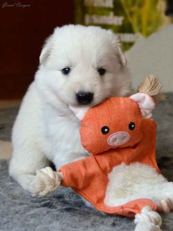 Biały Owczarek Szwajcarski Skała - zdjęcie 4