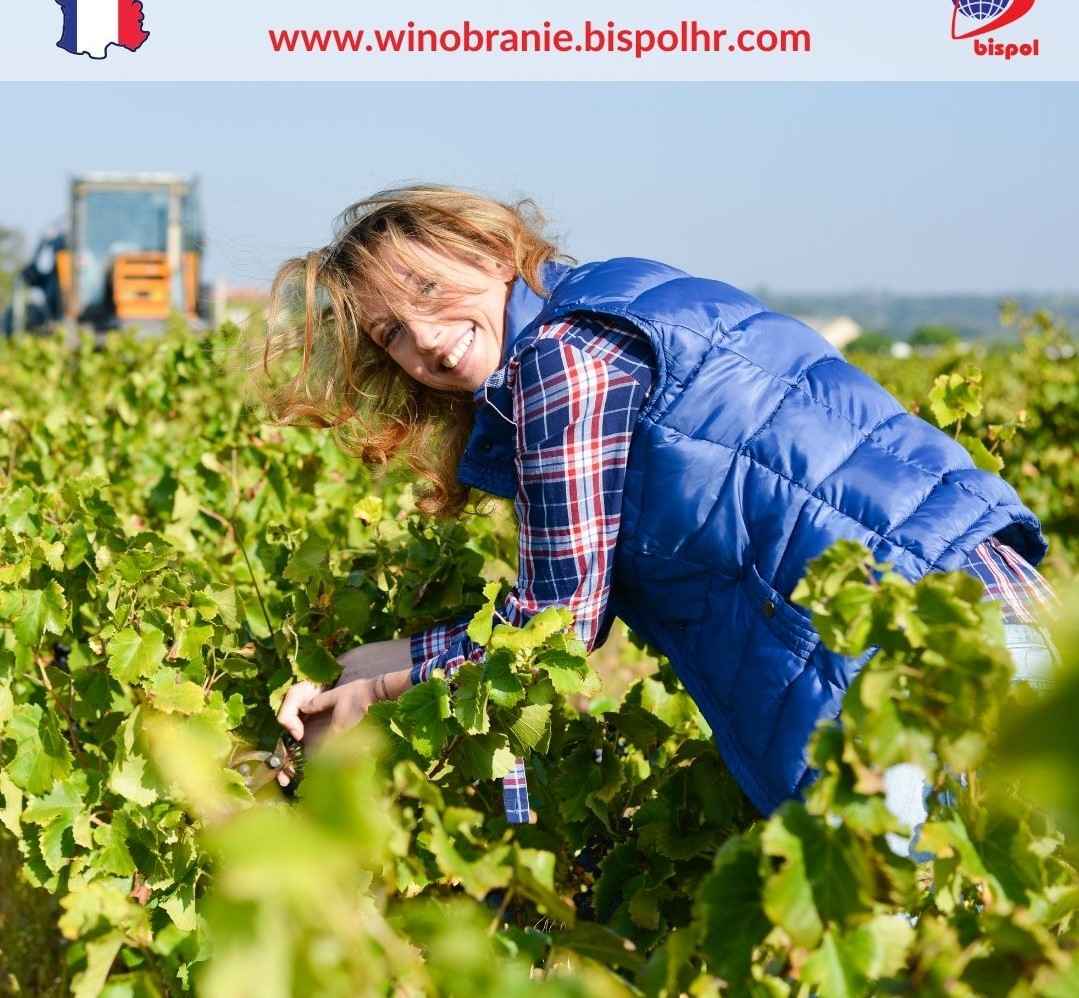 Winobranie 2025 Podgórze - zdjęcie 1