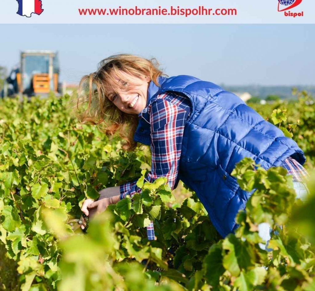 Winobranie 2025 Podgórze - zdjęcie 1