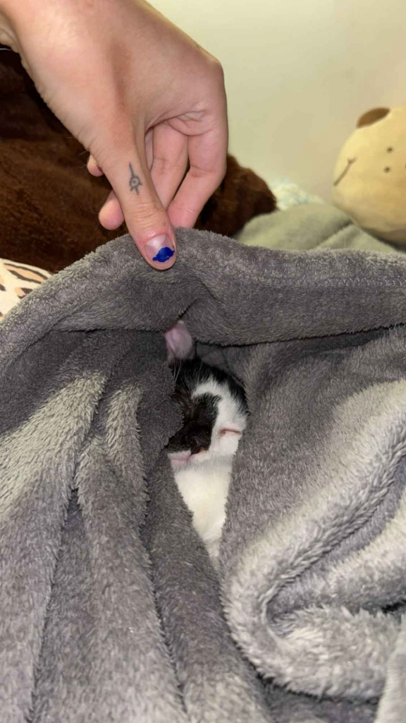 Lucek - domowy kociak, totalny słodziak szuka domu! Olsztyn - zdjęcie 5