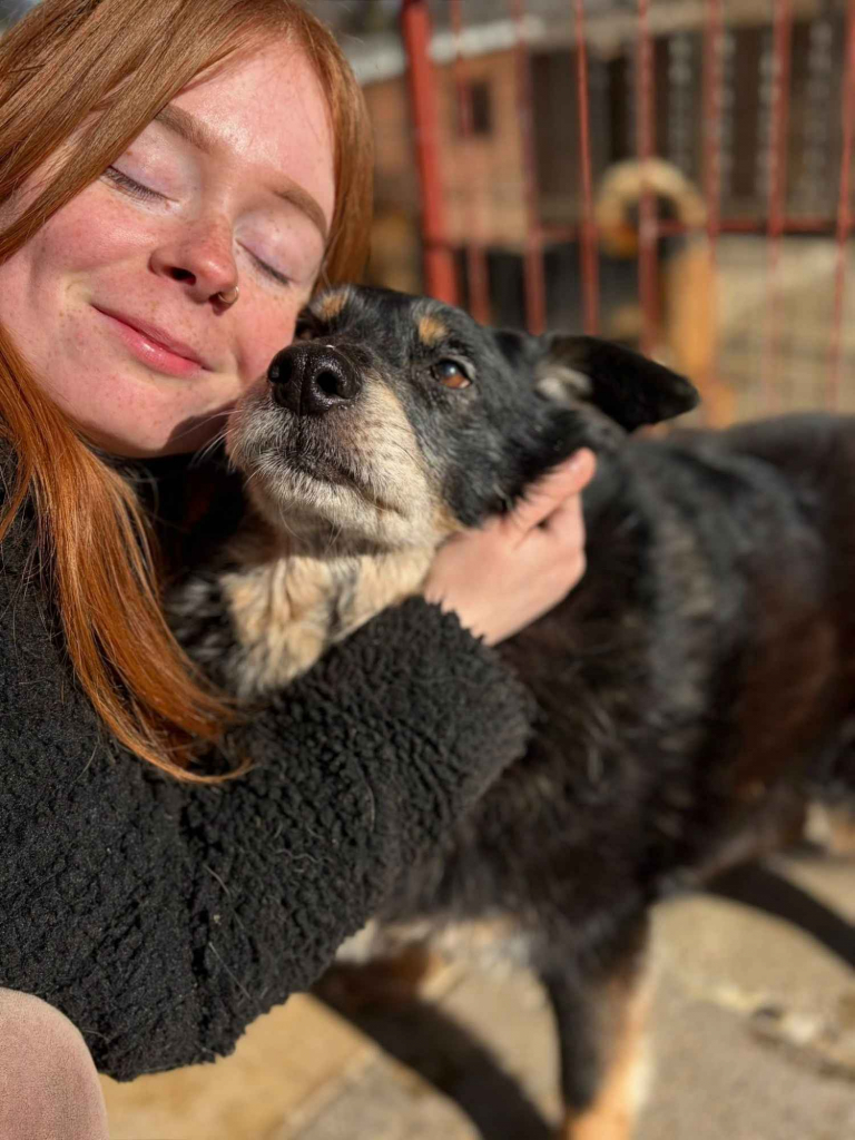 Dżeki - łagodny, spokojny, niekonfliktowy psiak Olsztyn - zdjęcie 3